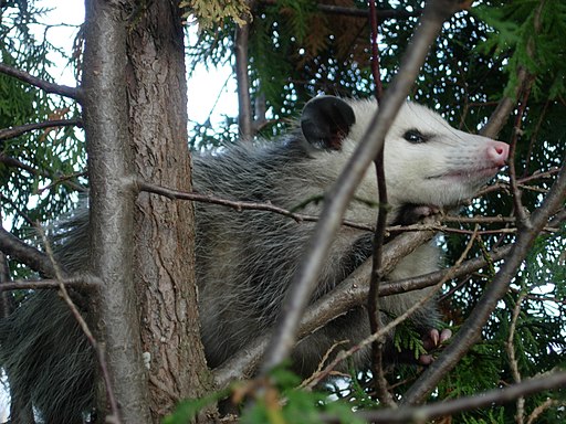 photograph of an oppossum in a tree