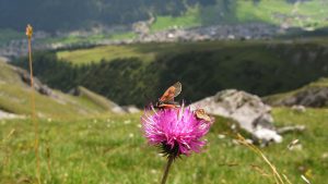 Colorful, orange-winged insects sitting on a pink thistle flower in a mountain meadow with an out-of-focus town in the far distance.