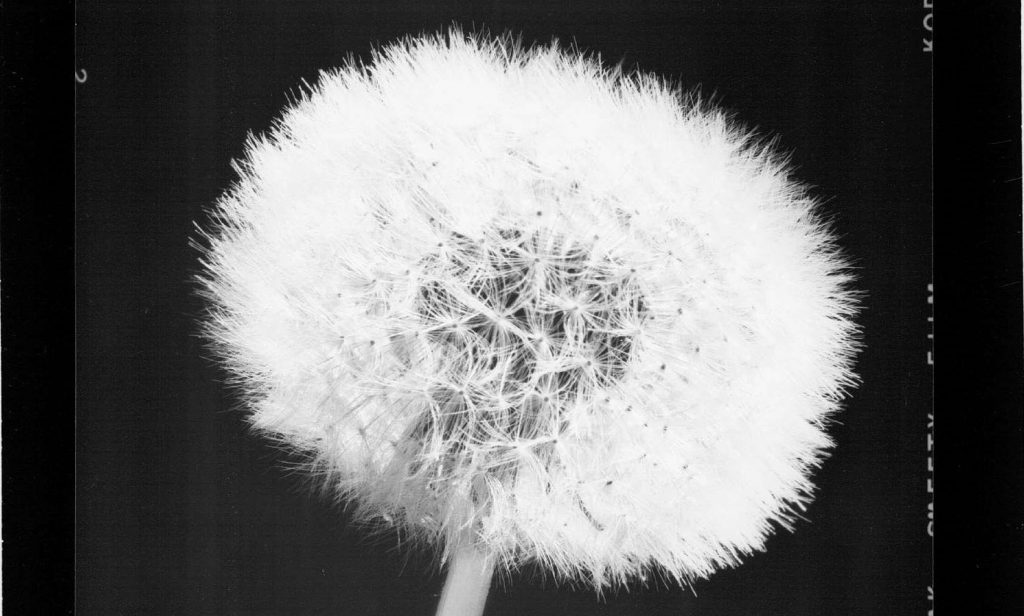 Black and white photo of a dandelion