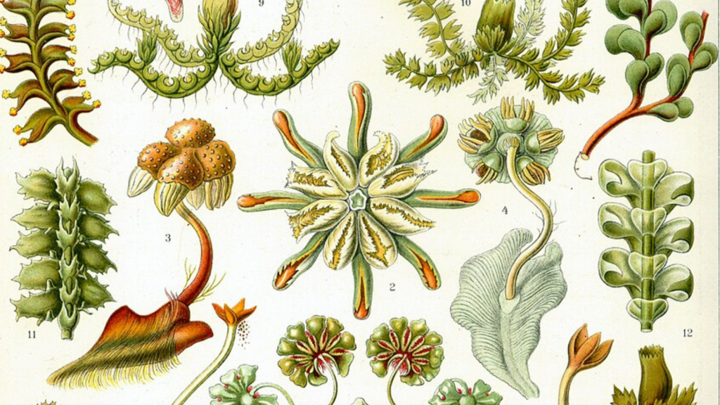Green and orange flowers illustrated in a scientific style.