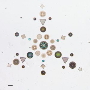 Arranged Diatoms on Microscope Slides