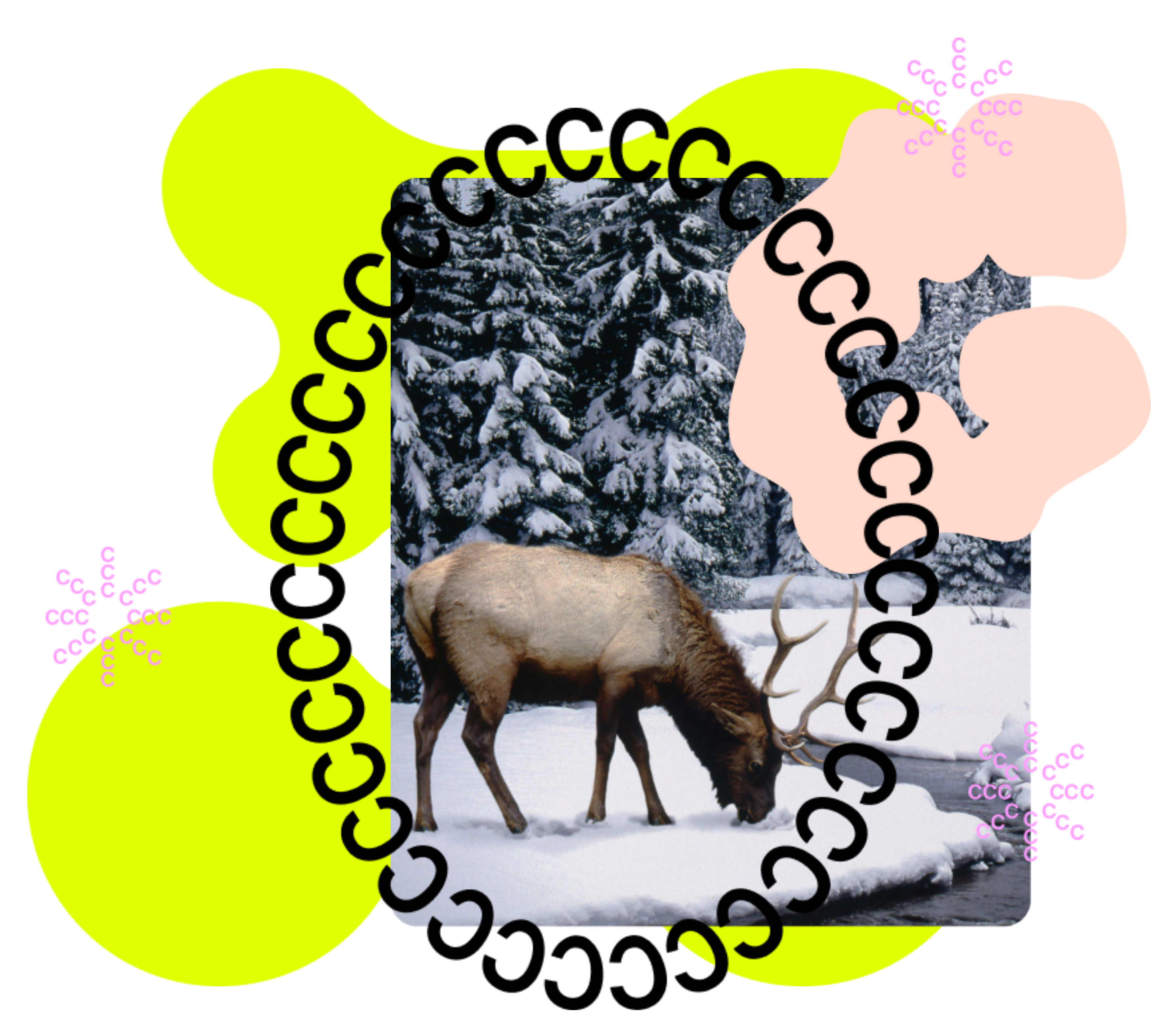 A photo of an elk in the snow is layered with a lime-green blob, a peach-colored C, and an oval made of C's as part of CC's visual brand.