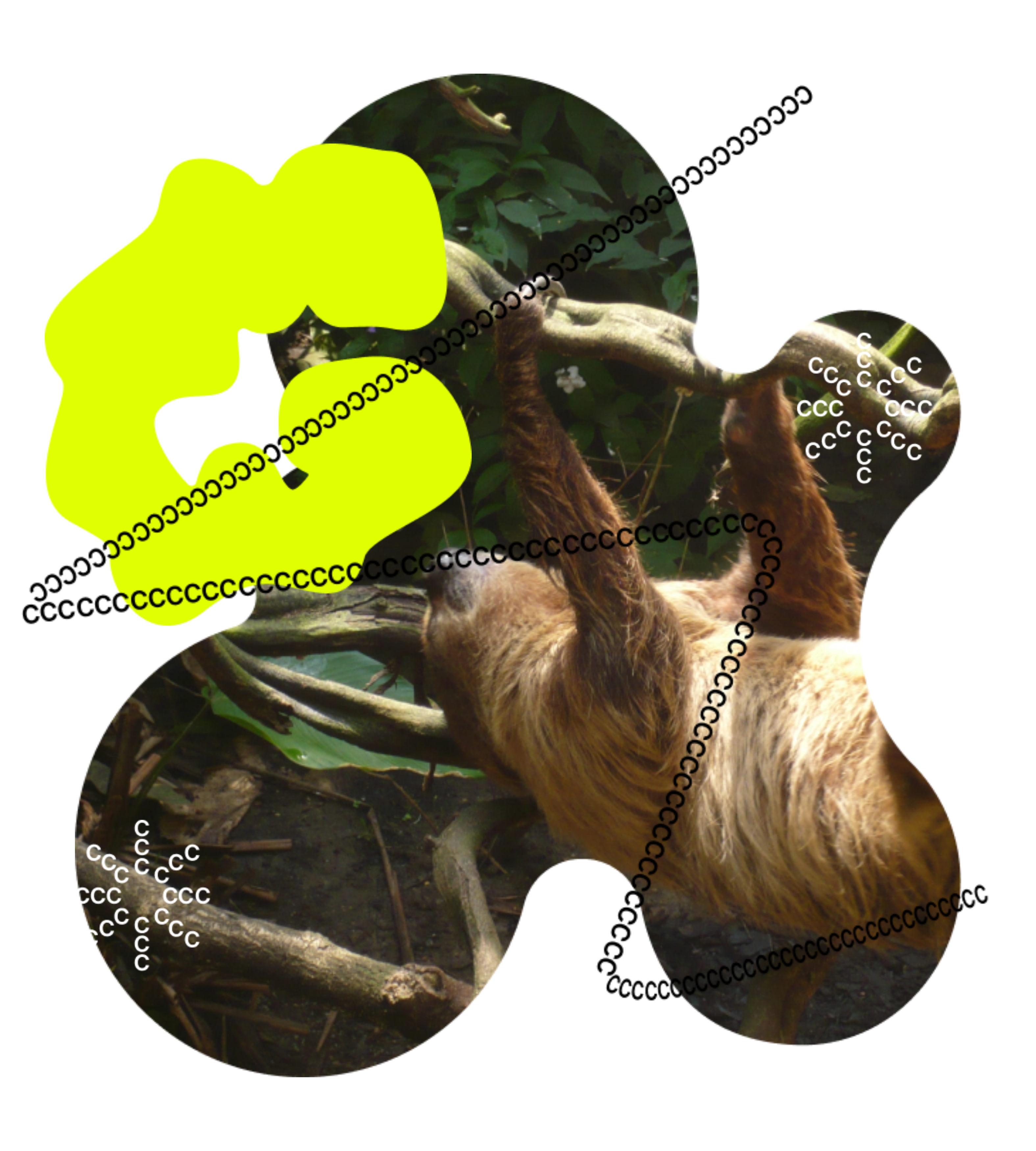 A photo of a sloth cropped into an amorphous shape is layered with a neon-green C and a zigazag line made of C's as part of CC's visual brand.