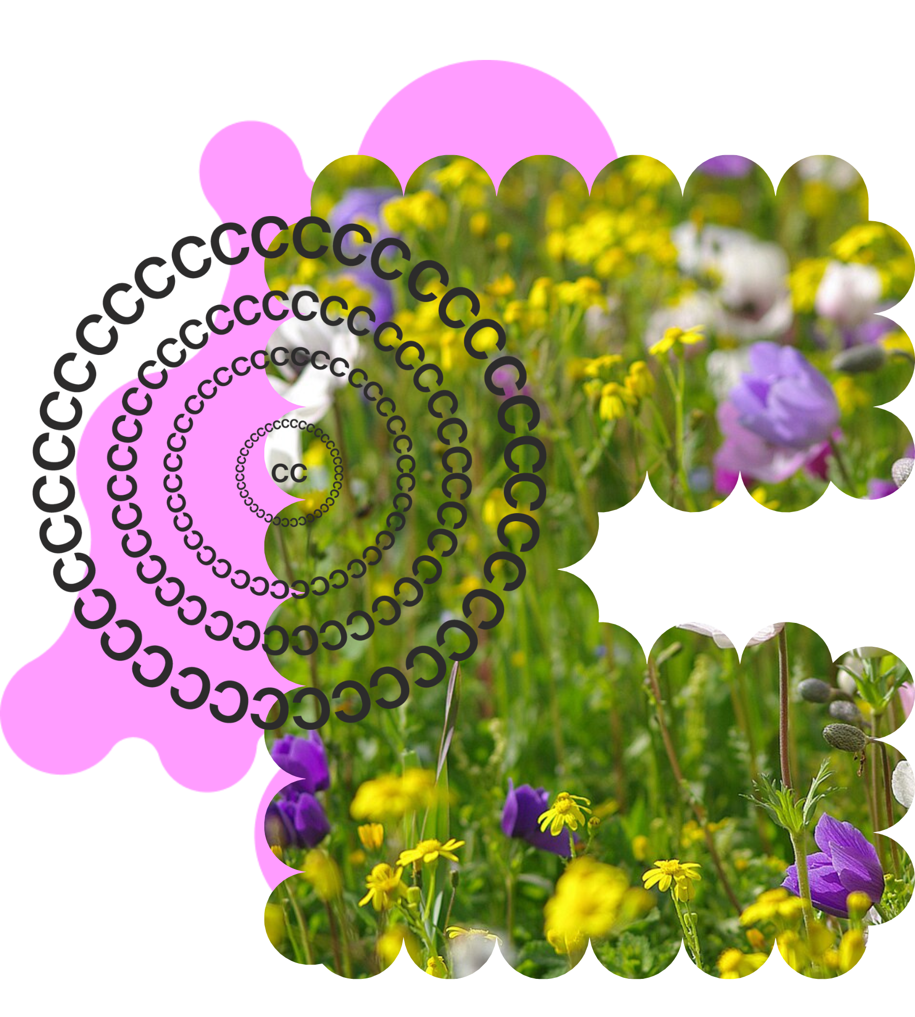 A photo of a field of flowers cropped into a C shape layered with a bright pink blog and a ring of C's as part of CC's visual brand